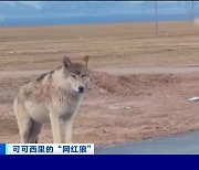 중국, 너도나도 먹이 줘…커커시리 배불뚝이 야생 늑대