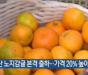 올해산 노지감귤 본격 출하…가격 20% 높아