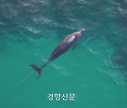 제주 바다서 몸에 폐어구 감긴 남방큰돌고래 또 발견