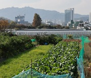 “서리풀 1만여가구 신혼부부에 공급…2029년 첫 분양 목표”[수도권 그린벨트 개발]