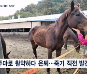 "굶어 죽고, 불법도축 돼도 몰라"…퇴역 경주마 마지막 삶은 '처참'