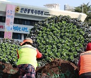 시청 화단 장식하는 꽃양배추