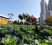 겨울 화단장식하는 꽃양배추