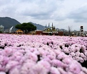 "국화축제, 10→17일까지" 경남 양산시, 운영기간 연장