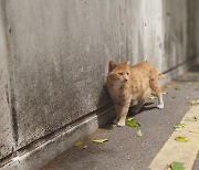 길고양이 중성화 수술 보조금 가로챈 동물병원 원장 '덜미'