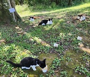 길고양이 중성화 수술 보조금 수천만원 빼돌린 동물병원장