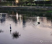 신천에 등장한 수달