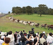 천연기념물 '제주마' 겨울나기 준비해요