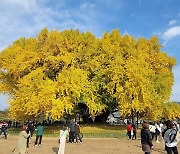 수령 800년 넘은 원주 반계리 은행나무  가을 자태