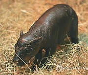 Britain Pygmy Hippo