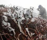 입동 하루 앞 거칠게 피어난 한라산 상고대