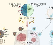 KAIST·화학연, 난치성 뇌종양 치료 새로운 가능성 열어