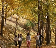 노랗게 물든 '비밀의 은행나무숲'