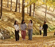 노랗게 물든 '비밀의 은행나무숲'