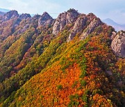 벌써 11월 초순인데…이례적 늦더위에 전국 곳곳 '단풍 지각'