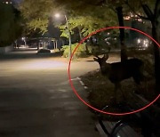 Hostile deer on the lam after attacking two in Suwon