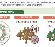 산림청, 소나무재선충병 집중 방제 추진…"예찰 확대·수종전환으로 원천봉쇄 나선다"