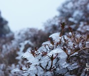 올 가을 최저기온, 상고대 핀 한라산