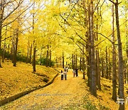 50년 만에 공개된 '비밀의 은행나무숲'