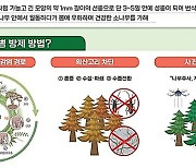 "소나무재선충병 확산방지"…헬기·드론 띄우고 수종전환