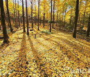 50년 만에 공개된 '비밀의 은행나무숲'