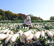 가을 햇볕 속 무 수확