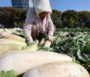 김장에 사용할 무 수확