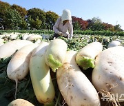 가을 하늘 아래 무 수확