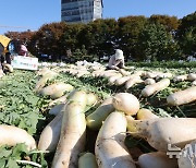 입동 앞두고 무 수확으로 바쁜 농부들