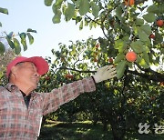 주렁주렁 열린 완주 대봉감…수확의 기쁨과 ‘감사’