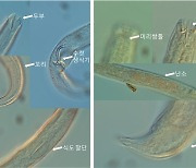 DNA 빅데이터 분석으로 선형동물 4종 새로 확인