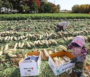 겨울 오기 전에 무 수확