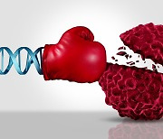 "선천적 면역체계, 암 발병도 예방"