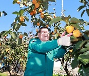 이승화 산청군수, 수확기 감 농가 찾아 일손 돕기 참여