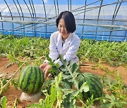 전북농기원 "가을 수박 본격 출하…관리 철저"