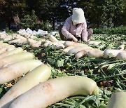 입동 앞두고 가을 무 수확