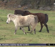 제주마는 겨울 채비‥한라산엔 첫 '상고대'