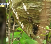 [제보는 MBC] 보호장비 없이 공공 근로하다 혼수상태‥"부당한 업무 지시"