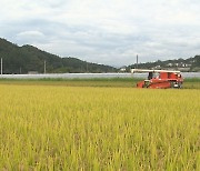 산지 쌀값 폭락.. 수확철 '잿빛'으로 변한 농심