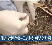 또 야생 매 AI 항원 검출…고병원성 여부 검사 중