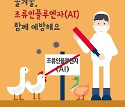 전북서 고병원성 조류인플루엔자 두 번째 검출