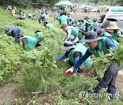 강원 생태계 교란 식물 '뿌리뽑기' 역부족…"예산 대폭 늘려야"