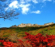 정읍 내장산 단풍, 이번 주말 절정 예상