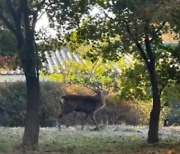 수원서 시민 공격한 '거대 사슴'…"1월·10월에도 목격"