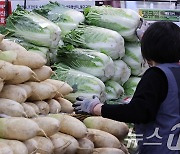 무 가격, 내렸어도 3000원대…강원 채소들 아직도 작년보다 비싸