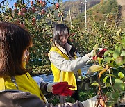 충북교육청-동청주농협, 사과 수확 농촌일손돕기