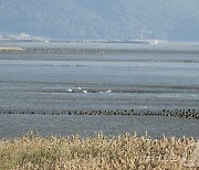 순천만에 3년 만에 찾아온 천연기념물 '큰고니'…14마리 월동