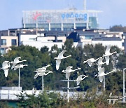 [화보] 포항 형산강 찾아온  천연기념물 '고니·노랑부리저어새'