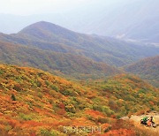 짧아진 가을, 아쉬움 없이 만끽하러 '광양 백운산'으로 떠나볼 결심