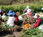 갯바람 맞고 자란 ‘태안 생강’ 본격 출하